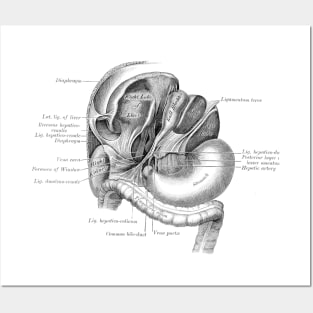 Antique Anatomy Papers Neck Gator Liver Kidney Stomach Anatomy Posters and Art